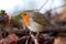 Curious Small Singing Bird European Robin  Erithacus Rubecula  sitting on a branch