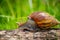 Curious snail crawling on concrete. Helix. Roman snail. - Image