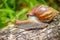 Curious snail crawling on concrete. Helix. Roman snail. - Image