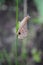 Curious snail with long antennae and spiral shell climbs by blade of grass and looks like surprised