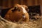 A curious and social guinea pig nibbling on hay, and may be nibbling on a pile of hay or a piece of fresh produce. Generative AI