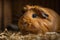 A curious and social guinea pig nibbling on hay, and may be nibbling on a pile of hay or a piece of fresh produce. Generative AI