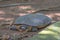 Curious Softshell Turtle