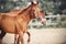 A curious sorrel foal walks with his mother in the paddock on the farm