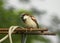 Curious Sparrow bird