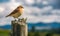 Curious sparrow on a fence looks in to mountains