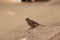 Curious sparrow on granite