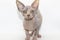 Curious Sphinx cat looking on the camera. Sphynx female kitten is five months old. Lovely cat with light naked skin