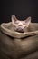 curious Sphynx cat inside a small jute sack or basket. funny studio portrait