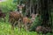 Curious spotted deers