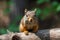 Curious squirrel branch nut. Generate Ai