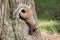 Curious squirrel n the Central Park, New York City, USA