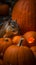 A curious squirrel nibbling on a pumpkin seed amidst carved jack-o\\\'-lanterns HD halloween image 1080 * 1920