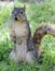 Curious squirrel standing on hind legs