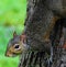 Curious Squirrel in a tree