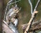 Curious squirrel on a tree branch in a serene forest setting