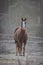 A curious stallion in his corral on a frosty November morning.