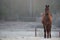 A curious stallion in his corral on a frosty November morning.