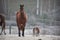 A curious stallion in his corral on a frosty November morning.