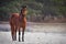 A curious stallion in his corral on a frosty November morning.