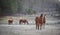 A curious stallion in his corral on a frosty November morning.