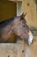 Curious stallion peeking out of the stable