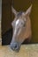 Curious stallion peeking out of the stable