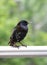 A curious Starling sits on a crossbar