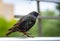 A curious Starling sits on a crossbar