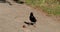 A curious starling tries to pick up a piece of bread but then it gives up and goes away.