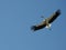 Curious stork looking at camera while soaring in sky