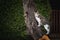 Curious stray white and tabby bicolor cat, standing and climbing branches of a tree, looking and staring