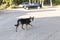 Curious street dog