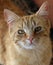 Curious striped ginger tabby kitten