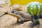 Curious sudan plated lizard hiding behind cactus