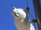 Curious Sulphur-crested Cockatoo climbing on pole by blue sky