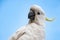 Curious sulphur-crested cockatoo looking down from the roof