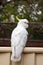 Curious sulphur-crested cockatoo sitting on the backyard fence