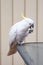 Curious sulphur-crested cockatoo sitting on the glass table and eating a piece of bread