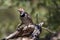 Curious, sunlit perched Gilded Flicker in Arizona