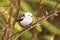 A curious and supercute small European songbird Long-tailed tit, Aegithalos caudatus on a spring day