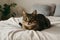 A curious tabby cat with green eyes rests on a white bed, its gaze captivating