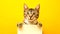 Curious Tabby Cat Peeking Over Blank Sign, Yellow Background. Perfect for Advertisements, Cute and Engaging. AI