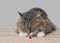 Curious tabby cat sniffs on medicine capsules on the table.