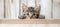 Curious tabby kitten peeking over white wooden background, with copy space for text.