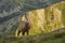 Curious Tatra chamois in the mountains