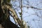 Curious, Territorial Tufted Titmouse Bird