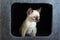 Curious Thai kitten peeks out of a house on a cat`s play complex.