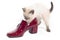 Curious Thai kitten plays with a red lacquered shoe.