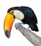Curious toucan
